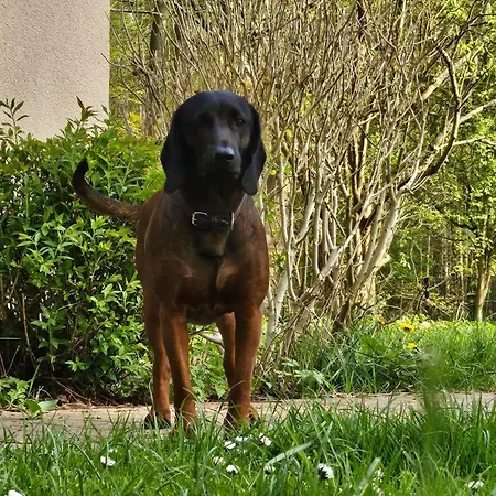Ferienhaus-gerdi Schwarz (Mecklenburgische Seenplatte)